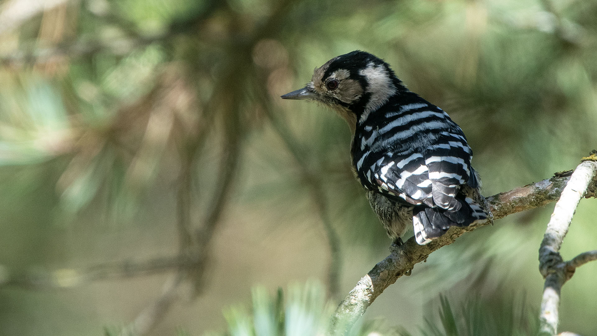 Lesser Spotted Woodpecker